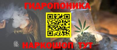 шишки Будённовск